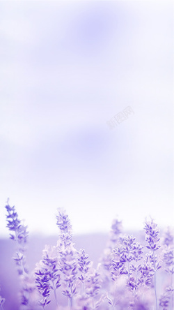 人间四月你是人间肆月天紫色薰衣草H5背景分层高清图片