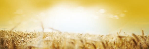 小麦景深效果黄色天空白色光效jpg设计背景_88icon https://88icon.com 小麦 效果 景深 空白 色光 黄色