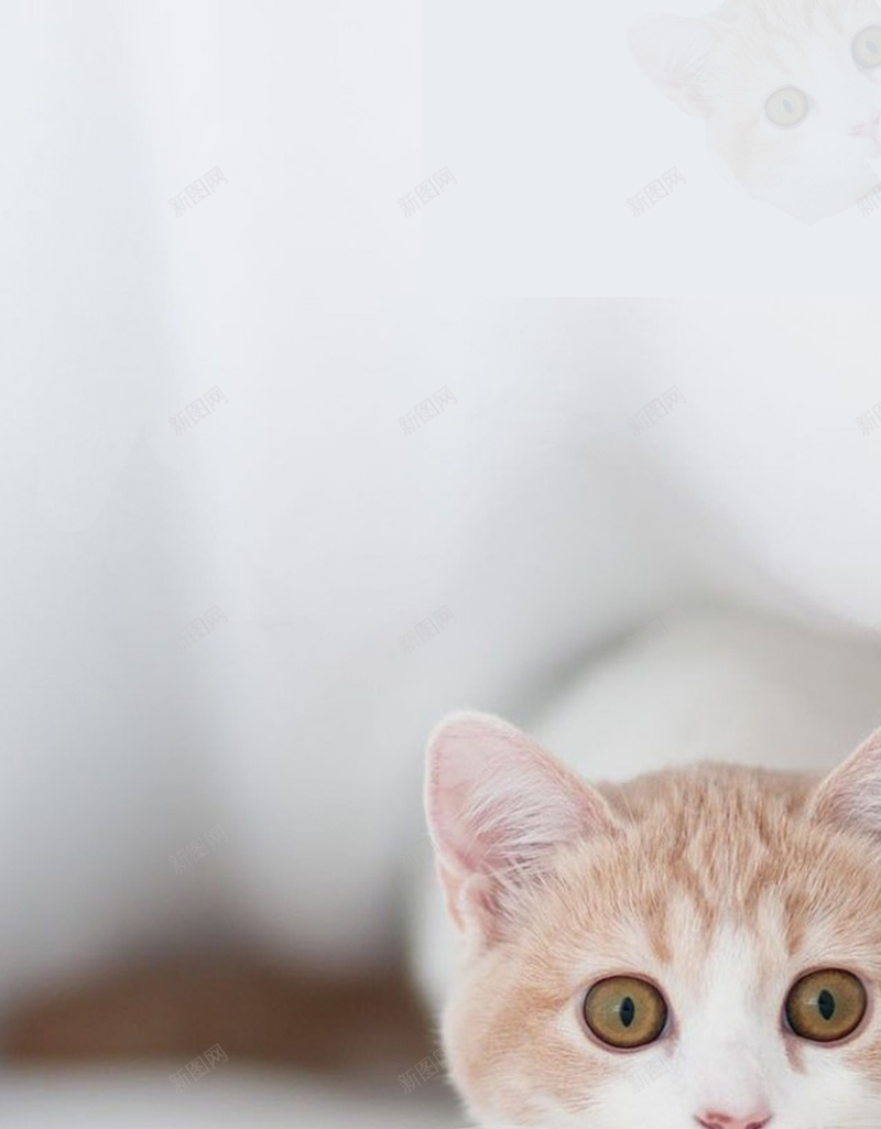 动物猫咪摄影psd_88icon https://88icon.com 动物摄影H5素材 动物摄影素材 摄影 猫咪 白色 简约 风景