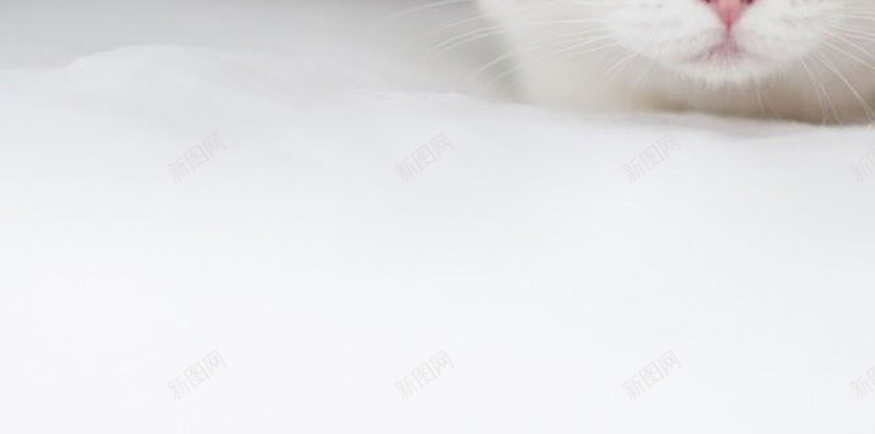 动物猫咪摄影psd_88icon https://88icon.com 动物摄影H5素材 动物摄影素材 摄影 猫咪 白色 简约 风景