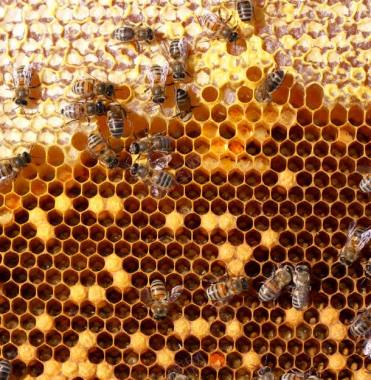 蜂窝上忙碌的蜜蜂背景