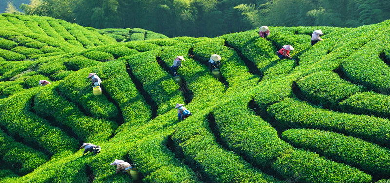 茶山背景摄影图片