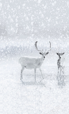 圣诞节白色鹿飞雪促销海报背景