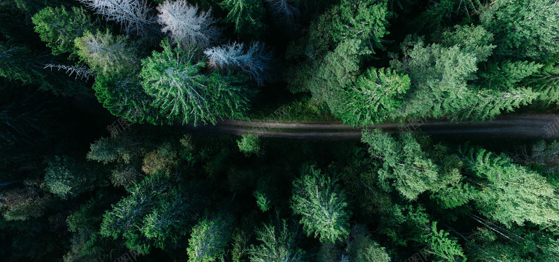 自然摄影风景绿色电商海报背景jpg设计背景_88icon https://88icon.com 俯视 天猫 小径 幽静 摄影 树木 森林 海报 淘宝 电商 绿色 背景 自然 道路 风景