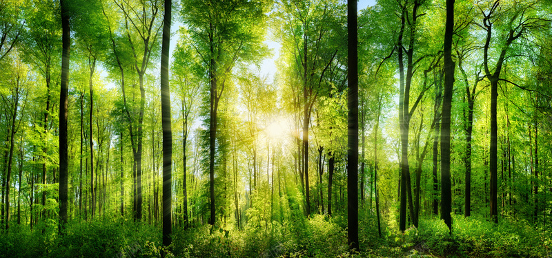 阳光穿过森林jpg设计背景_88icon https://88icon.com 天然氧吧 实木 家具 家居 摄影 森林 海报banner 环保 雨后阳光 风景