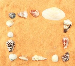 漂亮贝壳素材漂亮贝壳图案高清图片