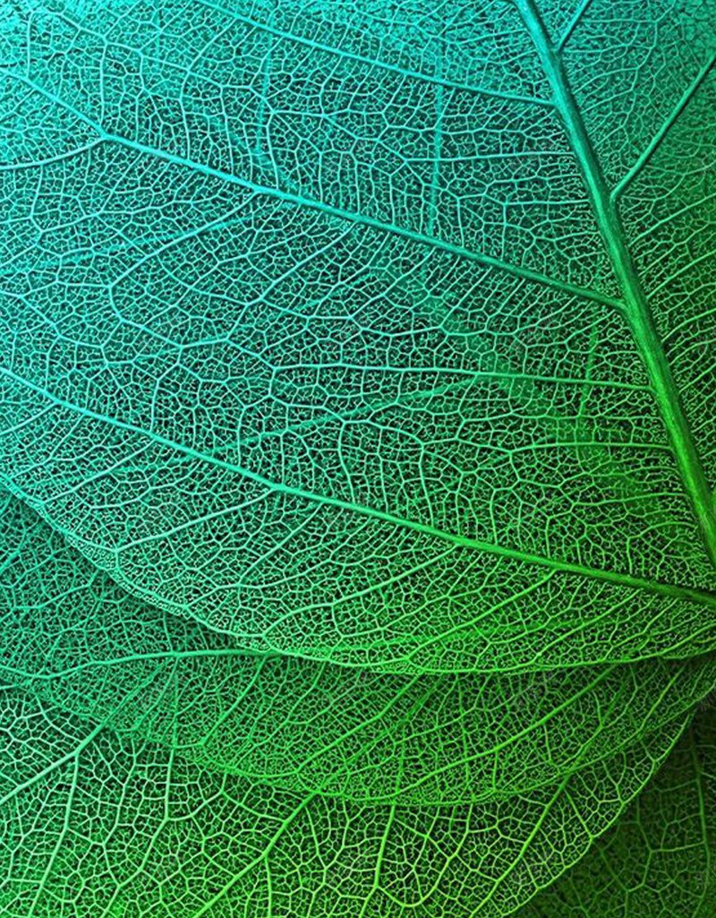 树叶纹理唯美H5背景jpg设计背景_88icon https://88icon.com H5背景 护眼 文艺 树叶纹理 简约 纹理 绿色 质感