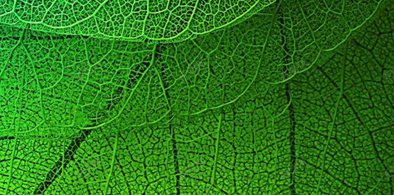 树叶纹理唯美H5背景jpg设计背景_88icon https://88icon.com H5背景 护眼 文艺 树叶纹理 简约 纹理 绿色 质感