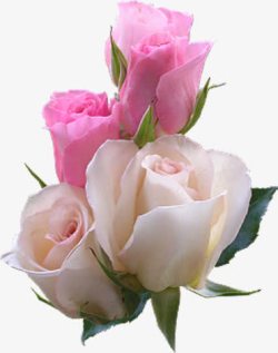 清新白粉色玫瑰花朵素材