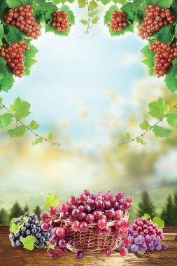 清新葡萄采摘葡萄熟了海报背景背景