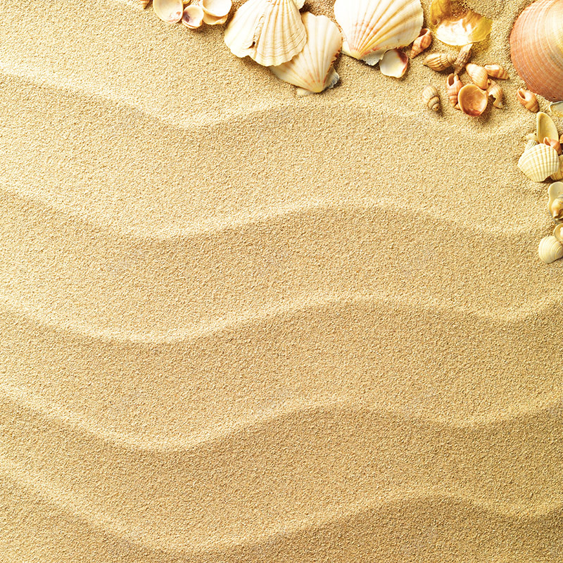 沙滩上贝壳背景jpg设计背景_88icon https://88icon.com 主图 底纹 沙滩 清新 纹理 自然 贝壳 质感