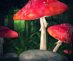 框子中的蘑菇森林中的红色蘑菇高清图片