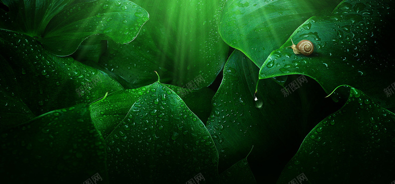 绿色树叶蜗牛背景装饰jpg设计背景_88icon https://88icon.com 水滴 海报banner 清晨 绿色树叶 背景装饰 蜗牛 露珠