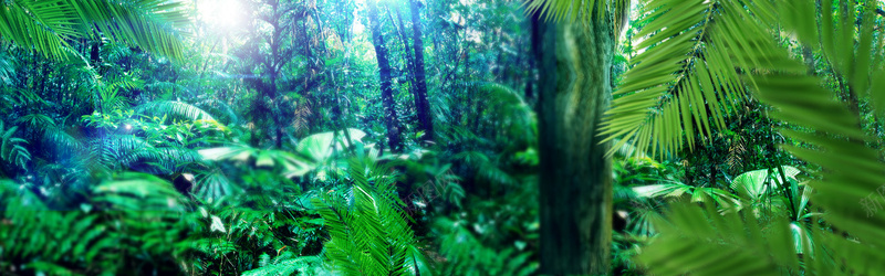 绿色丛林banner背景摄影图片