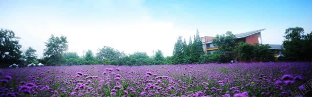 唯美大气紫色花朵海报背景背景