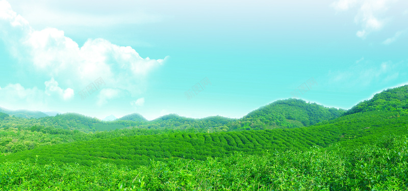 茶山茶园绿色生态风景摄影图片