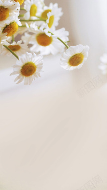 白色菊花花朵背景背景