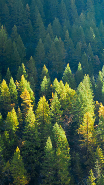 森林风光手机H5背景摄影图片