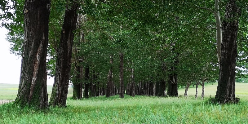 森林风景草原绿植摄影jpg_88icon https://88icon.com 摄影 树林 绿植 草原 风景