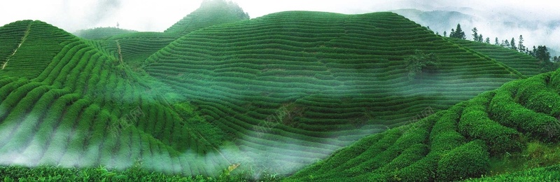 茶叶梯田psd_88icon https://88icon.com 摄影 梯田 海报banner 深山 绿色 茶 茶叶 远离污染 风景