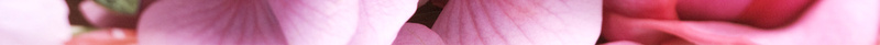 矢量唯美520鲜花预定海报背景jpg设计背景_88icon https://88icon.com 促销 创意 唯美 清新 爱心 玫瑰花 私人订制 粉色 花店 花朵 鲜花 鲜花订制 鲜花速递 鲜花预定
