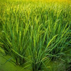 水田绿色水稻背景高清图片