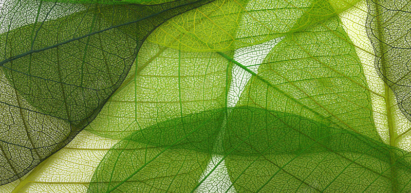 绿色植物纹理背景