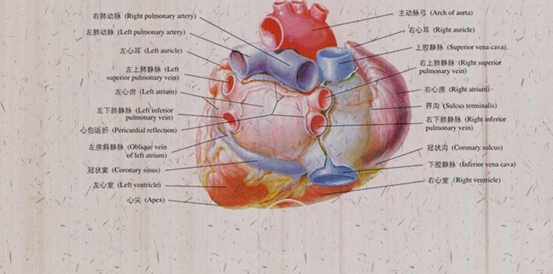 灰色背景上的心脏H5psd设计背景_88icon https://88icon.com H5素材 PSD背景 器官 心脏 标本 灰色背景 研究 科学 说明文