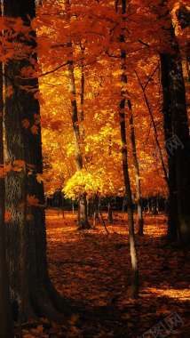 秋天枫叶背景摄影图片