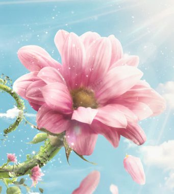 阳光下的粉色菊花海报背景背景