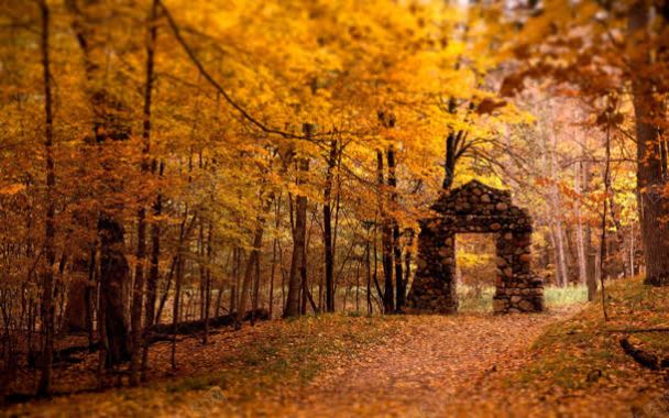 秋天落叶树林壁纸背景