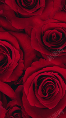 红色玫瑰花花朵花瓣平铺H5背景摄影图片
