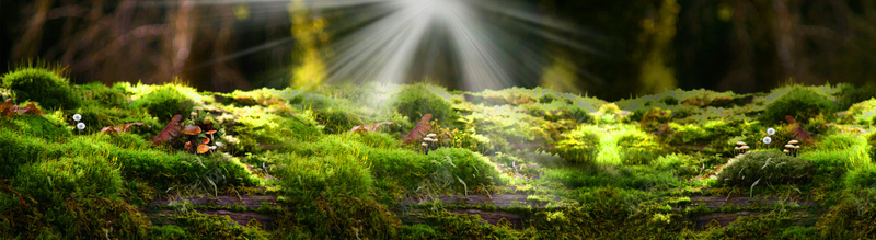 阳光下的森林背景jpg设计背景_88icon https://88icon.com 摄影 森林 海报banner 眼光 绿色 风景