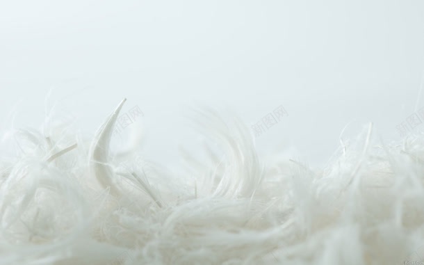 白色羽毛创意元素jpg设计背景_88icon https://88icon.com 元素 创意 白色 羽毛