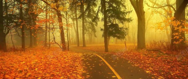 秋天落叶树林唯美背景bannerjpg设计背景_88icon https://88icon.com banner 唯美 树林 秋天 背景 落叶