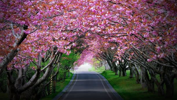 鲜艳的樱花道路草地背景