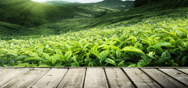 绿色茶山背景