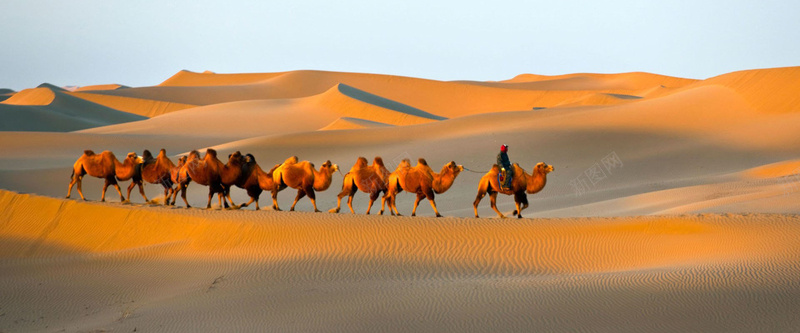 沙漠骆驼背景摄影图片