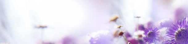 唯美紫色花朵梦幻海报背景背景