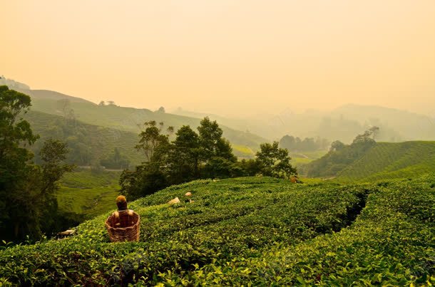 黄色天空绿色茶园jpg设计背景_88icon https://88icon.com 天空 绿色 茶园 黄色