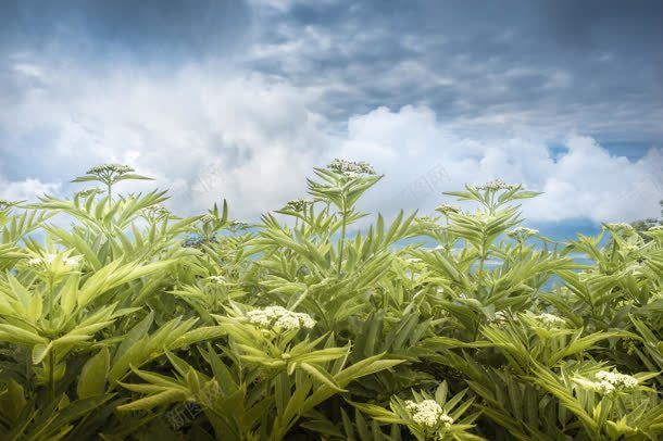 蓝天白云下的茂密绿草jpg设计背景_88icon https://88icon.com 白云 茂密 蓝天