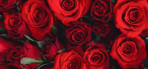 红色玫瑰背景jpg设计背景_88icon https://88icon.com 植物 玫瑰 背景 花朵 鲜花