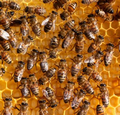 蜂窝上的蜜蜂摄影背景
