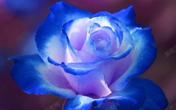 唯美蓝色玫瑰花壁纸背景