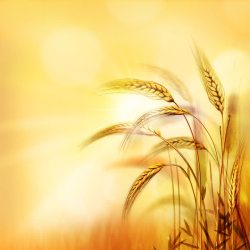 丰收的季节金色麦子高清图片
