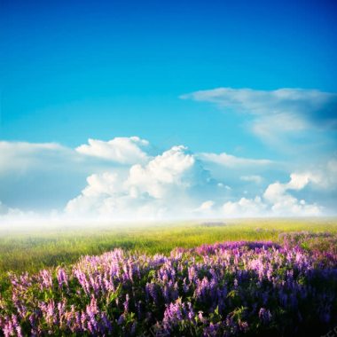 蓝天下的紫色花丛草原海报背景背景