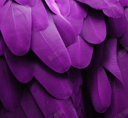 紫色羽毛海报背景背景