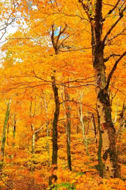 秋天景象树叶黄了背景