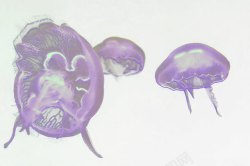 星空水母水母高清图片