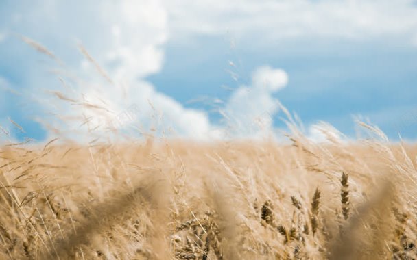 蓝天白云秋天的麦子背景